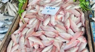 المرجان بـ50 جنيها.. قائمة أسعار الأسماك في أسواق كفر الشيخ بتعاملات الأحد